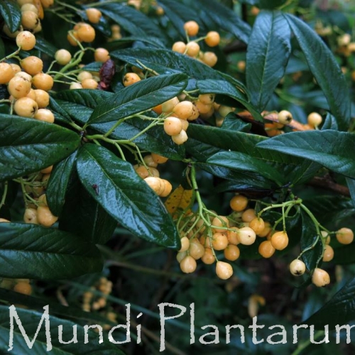 Online store | Page 6 | Mundi Plantarum